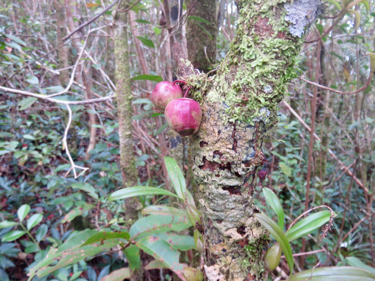 58.  Syzygium cymosum - Bois de pomme rouge - Myrtacée - B IMG_4690.JPG.jpeg