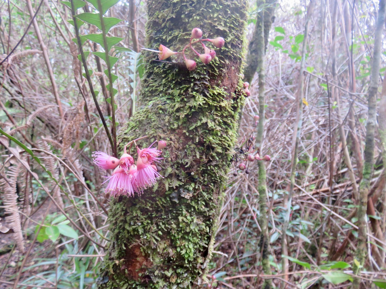 59. Syzygium cymosum - Bois de pomme rouge - Myrtacée - B  IMG_4689.JPG.jpeg