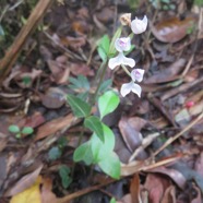 60. Disperis oppositifolia -Ø - Orchidaceae MG_4695.JPG.jpeg