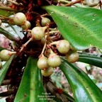 Badula borbonica.bois de savon ( fruits ).primulaceae.endémique Réunion..jpeg