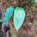 Elaphoglossum hybridum.dryopteridaceae.indigène Réunion..jpeg