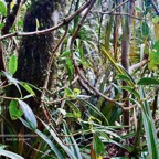 Geniostoma angustifolium .bois bleu. bois de piment; bois de rat. loganiaceae. endémique Réunion Maurice..jpeg