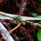 Geniostoma angustifolium .bois bleu. bois de piment; bois de rat.( portion de rameau avec boutons floraux ) loganiaceae. endémique Réunion Maurice..jpeg