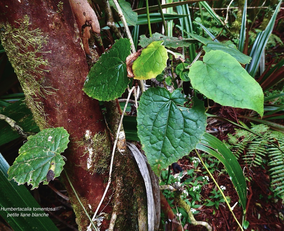 Humbertacalia tomentosa.petite liane blanche.( face supérieure des feuilles ) asteraceae.endémique Madagascar Mascareignes..jpeg