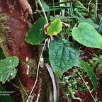 Humbertacalia tomentosa.petite liane blanche.( face supérieure des feuilles ) asteraceae.endémique Madagascar Mascareignes..jpeg