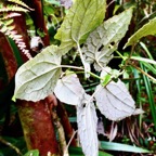 Humbertacalia tomentosa.petite liane blanche.( individu jeune . face inférieure des feuilles ) asteraceae.endémique Madagascar Mascareignes..jpeg