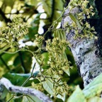 Humbertacalia tomentosa.petite liane blanche.asteraceae.endémique Madagascar Mascareignes. (1).jpeg