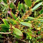 Phyllanthus phyllireifolius .Bois de négresse  .phyllanthaceae.endémique Réunion Maurice..jpeg