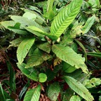 Bertiera rufa. bois de raisin. rubiaceae. endémique Réunion..jpeg