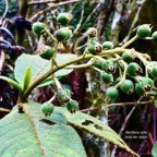 Bertiera rufa. bois de raisin.( fruits verts ) rubiaceae. endémique Réunion..jpeg