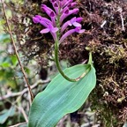 Cynorkis inermis. ( Arnottia mauritiana) . orchidaceae;endémique Réunion Maurice..jpeg