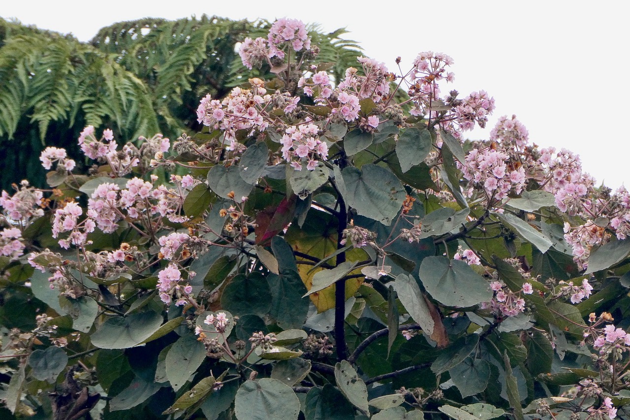 Dombeya sp .malvaceae. endémique Réunion..jpeg
