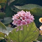Dombeya sp .malvaceae.endémique Réunion.jpeg