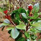 Doratoxylon apetalum . Bois de gaulette sapindaceae.indigène Réunion..jpeg