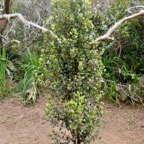 Eugenia buxifolia .bois de nèfles à petites feuilles.myrtaceae. endémique Réunion. (1).jpeg