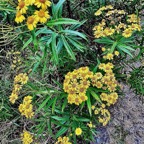 Faujasia salicifolia.chasse vieillesse.asteraceae.endémique Réunion...jpeg