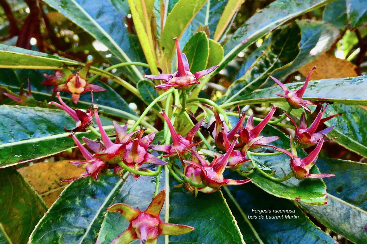 Forgesia racemosa.bois de Laurent-Martin.escalloniaceae.endémique Réunion. (1).jpeg