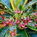 Forgesia racemosa.bois de Laurent-Martin.escalloniaceae.endémique Réunion. (1).jpeg