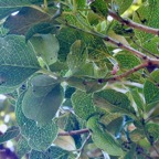 Geniostoma borbonicum  Bois de piment  bois de rat. loganiaceae endémique Réunion Maurice. (1).jpeg