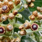 Helichrysum heliotropifolium. velours  blanc.( détail de l'inflorescence ) asteraceae. endémique  Réunion.jpeg