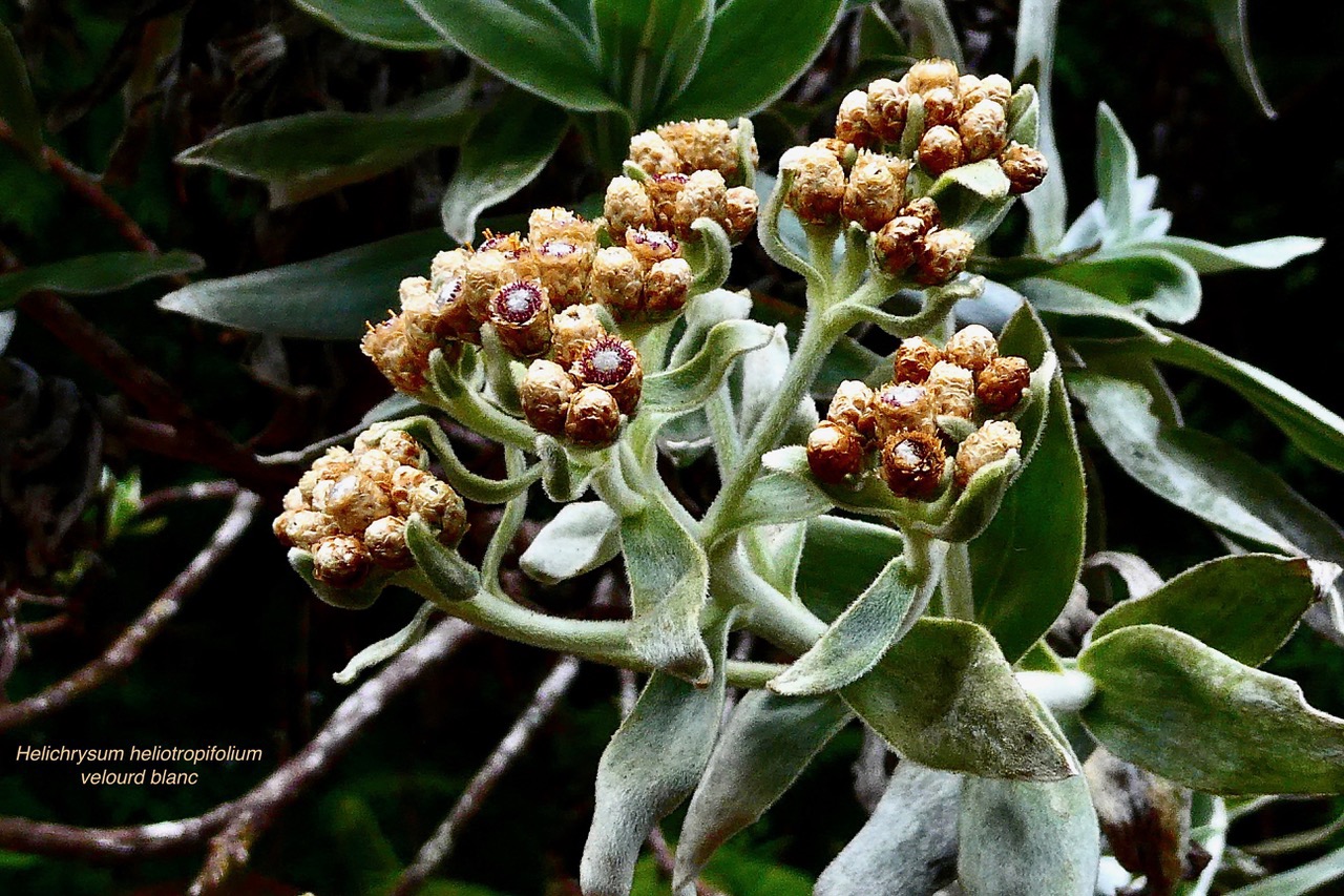Helichrysum heliotropifolium. velours  blanc.( inflorescence ) asteraceae. endémique  Réunion.jpeg