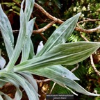 Helichrysum heliotropifolium. velours  blanc.( nervation face inférieure des feuilles  ) asteraceae. endémique  Réunion.jpeg