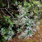 Helichrysum heliotropifolium. velours  blanc.asteraceae. endémique  Réunion.jpeg