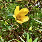 Hypericum lanceolatum subsp lanceolatum.fleur jaune des bas.hypericaceae.indigène Mascareignes. (1).jpeg