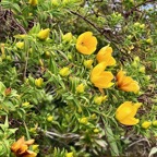 Hypericum lanceolatum subsp lanceolatum.fleur jaune des bas.hypericaceae.indigène Mascareignes..jpeg
