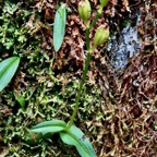 Liparis scaposa.( avec fruits ) orchidaceae.endémique Réunion..jpeg
