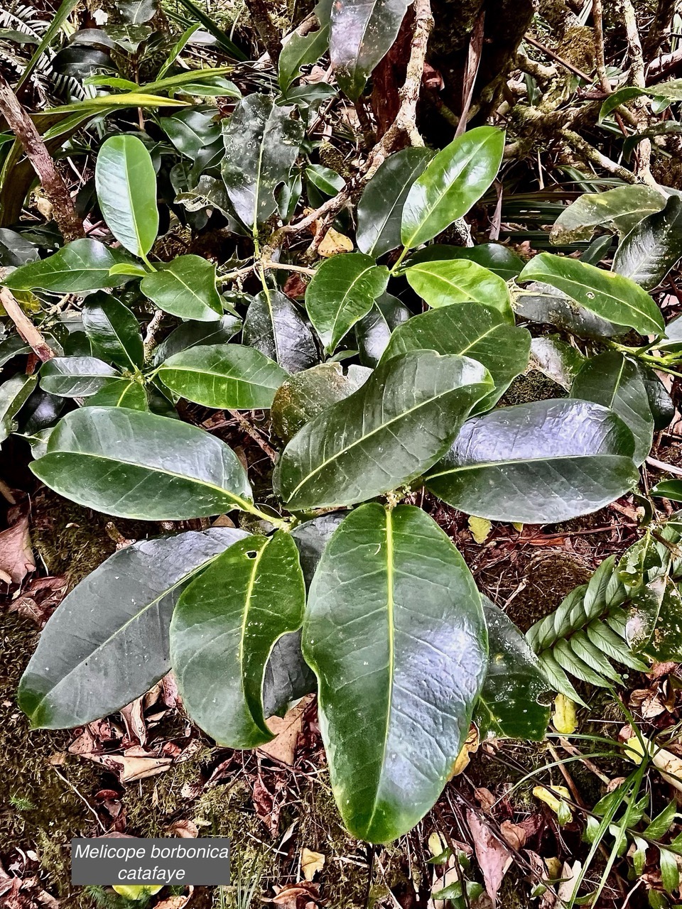 Melicope borbonica .catafaye .petit bois de catafaye .rutaceae.endémique Réunion..jpeg