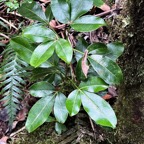 Melicope obtusifolia.gros patte poule.rutaceae. endémique Réunion Maurice..jpeg