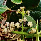 Monimia ovalifolia  Mapou à petites feuilles ( inflorescence de fleurs mâles ) monimiaceae endémique Réunion.jpeg