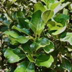 Monimia ovalifolia  Mapou à petites feuilles monimiaceae endémique Réunion (1).jpeg