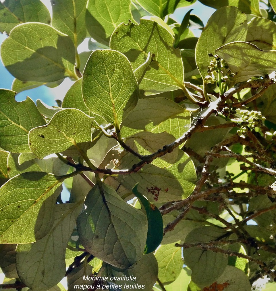 Monimia ovalifolia  Mapou à petites feuilles monimiaceae endémique Réunion.jpeg
