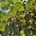 Monimia ovalifolia  Mapou à petites feuilles monimiaceae endémique Réunion.jpeg