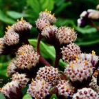 Psiadia boivinii.tabac marron.( détail de l'inflorescence ) asteraceae. endémique Réunion.jpeg