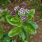 Psiadia boivinii.tabac marron.asteraceae. endémique Réunion (1).jpeg