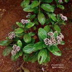Psiadia boivinii.tabac marron.asteraceae. endémique Réunion.jpeg