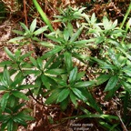 Psiadia dentata.ti mangue.bois collant.asteraceae.endémique Réunion..jpeg