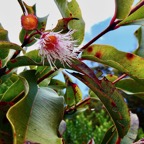 Syzygium cymosum .Bois de pomme rouge. ( fleur ) myrtaceae.endémique Réunion Maurice..jpeg