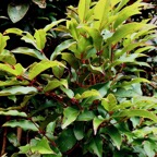 Syzygium cymosum .Bois de pomme rouge.myrtaceae.endémique Réunion Maurice..jpeg