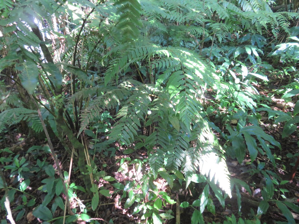 5. Athyrium arborescens (ex Diplazium) - ATHYRIACEAE - Endemique region malgache -.jpeg