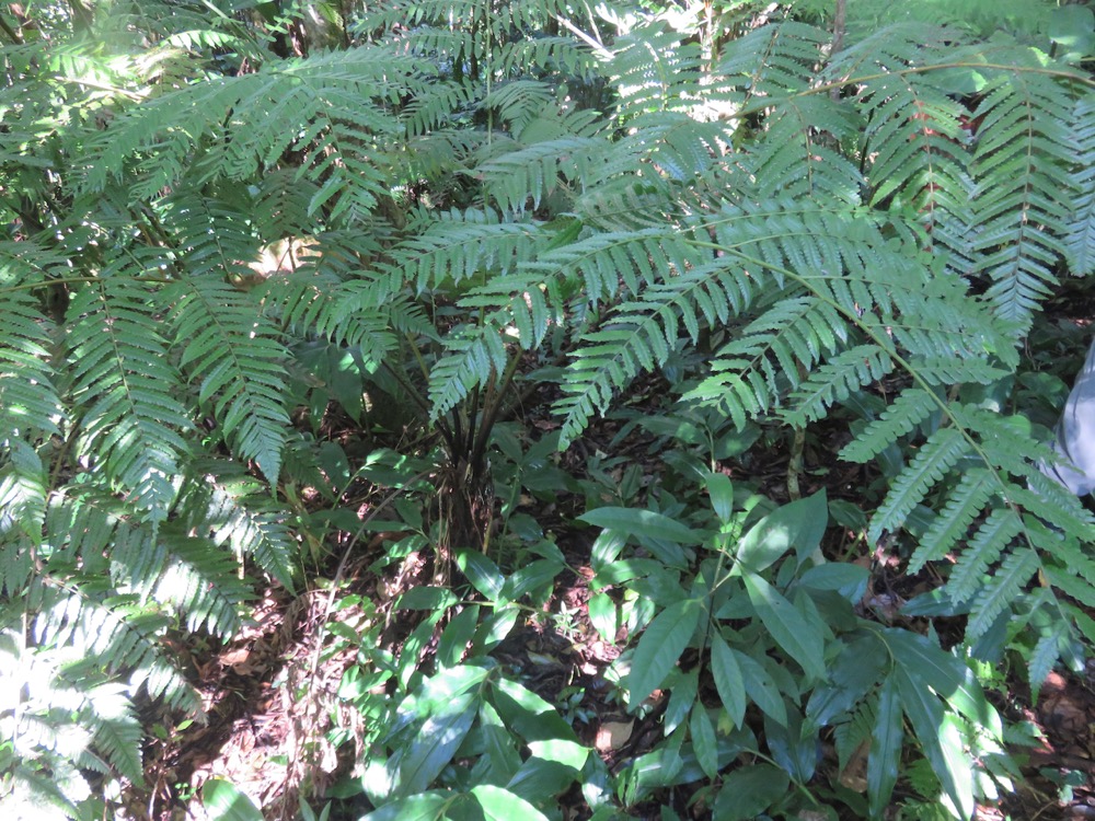 6. Athyrium arborescens (ex Diplazium) - ATHYRIACEAE - Endemique region malgache -.jpeg