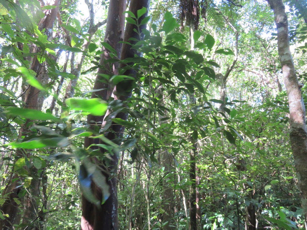 12. Coffea mauritiana Cafe? marron Rubiaceae Endémique La Réunion, Maurice.jpeg