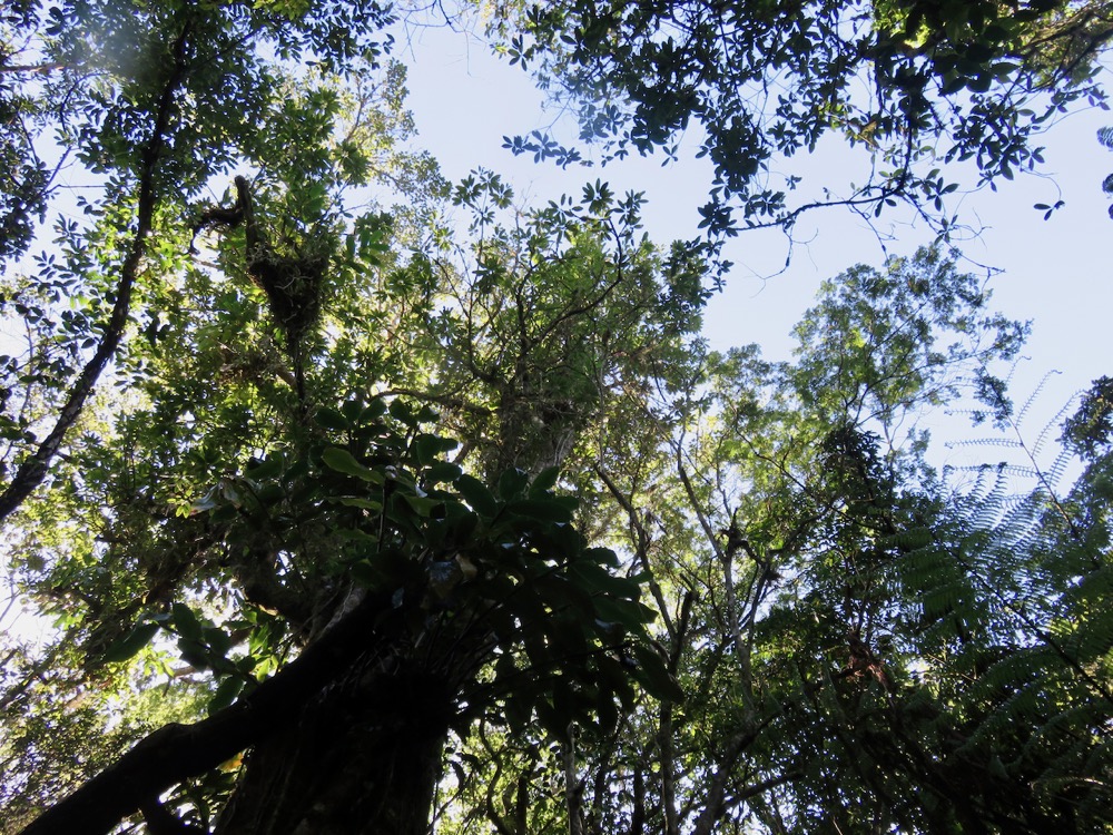 16. Sideroxylon majus - Bois de fer - SAPOTACEAE - Endemique Reunion.jpeg