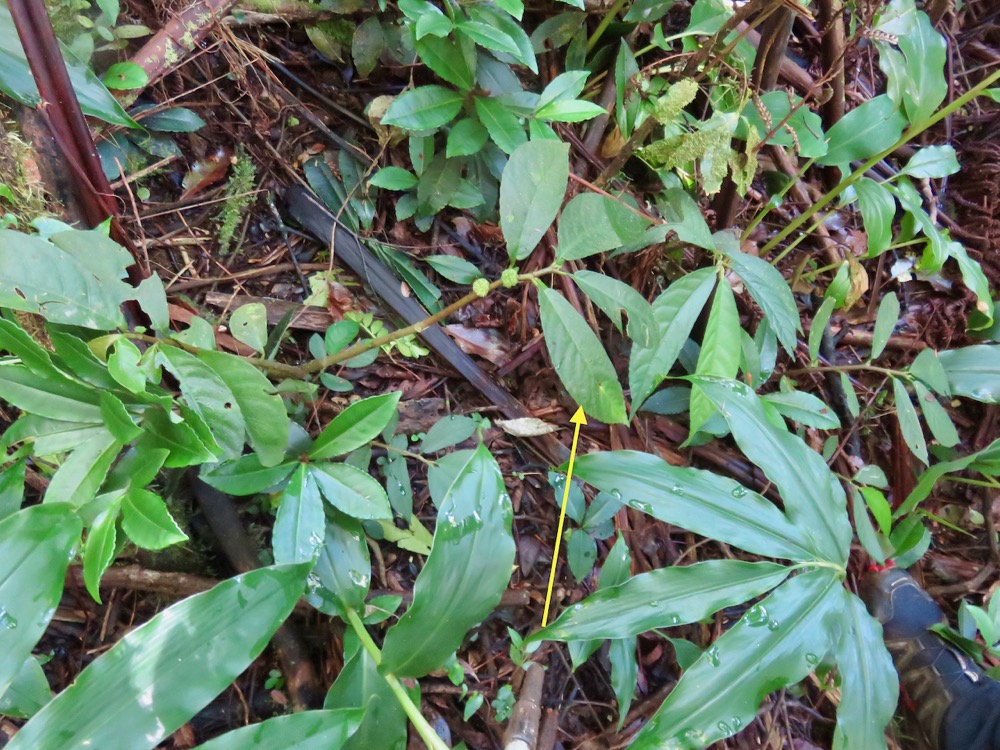 18. ??? Procris pedunculata Urticaceae IndigeÌ€ne La ReÌunion.jpeg