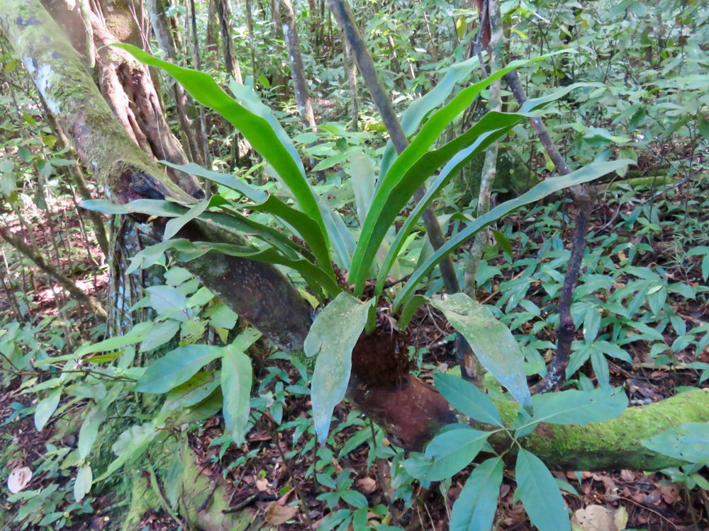 22. Anthrophium boryanum Langue de boeuf IndigeÌène La Réunion.jpeg