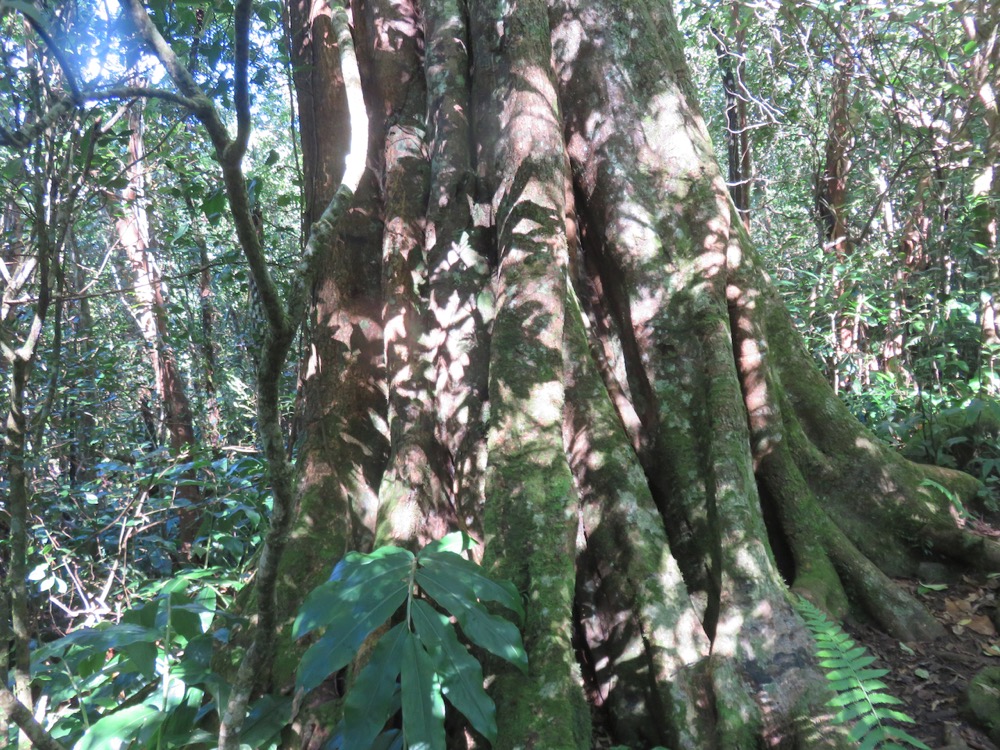 4. Au pied de l'Affouche Ficus densifolia - Grand Affouche - Moraceae.jpeg