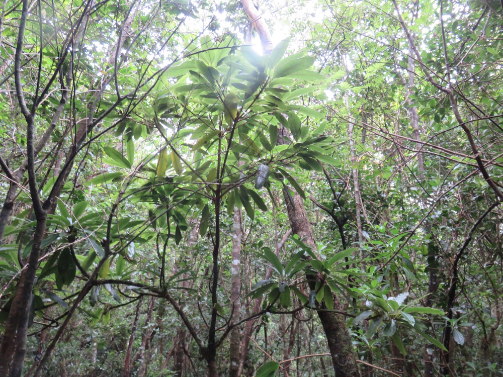 44. Sideroxylon majus - Bois de fer - SAPOTACEAE - Endemique Reunion.jpeg